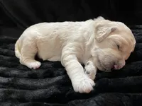 processed/9f6cf56a-97c3-4e23-bb08-36259d96f82b/listing/10e9cdcc-ce4e-4562-b541-c574bf0fe810/124f99db-db81-4bd7-9b5e-a833273d5c3b