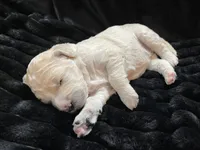 processed/9f6cf56a-97c3-4e23-bb08-36259d96f82b/listing/10e9cdcc-ce4e-4562-b541-c574bf0fe810/2b43c455-ade0-4dc2-97b6-4b0b9e5b91ae