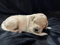 processed/9f6cf56a-97c3-4e23-bb08-36259d96f82b/listing/38434c7b-2133-4154-b958-36c06932cab5/0285d2bc-f905-4558-a57a-483b0755b92c