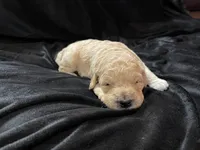 processed/9f6cf56a-97c3-4e23-bb08-36259d96f82b/listing/38434c7b-2133-4154-b958-36c06932cab5/5afd68ac-410d-43f9-977f-5196a84d583c