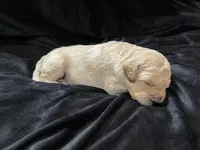 processed/9f6cf56a-97c3-4e23-bb08-36259d96f82b/listing/38434c7b-2133-4154-b958-36c06932cab5/e2b3491a-f9f6-41cf-9275-06b5bddcfdd1