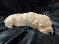 processed/9f6cf56a-97c3-4e23-bb08-36259d96f82b/listing/38434c7b-2133-4154-b958-36c06932cab5/e38ba154-de1c-4949-98aa-6f8b85ce9542