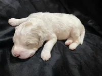 processed/9f6cf56a-97c3-4e23-bb08-36259d96f82b/listing/3ed2a029-b15b-4d99-8077-a7ba51b35555/d438ef5b-482c-4a20-b130-03b92c2dc100