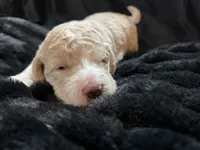 processed/9f6cf56a-97c3-4e23-bb08-36259d96f82b/listing/4e66f23b-2e07-4c15-bdd8-13e872fb7e79/0959e639-9e3d-49d8-b799-175964536292