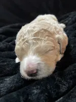 processed/9f6cf56a-97c3-4e23-bb08-36259d96f82b/listing/4e66f23b-2e07-4c15-bdd8-13e872fb7e79/8e4f4a7f-720a-41bf-905c-f60a0e38b62e