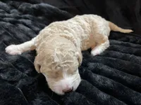 processed/9f6cf56a-97c3-4e23-bb08-36259d96f82b/listing/4e66f23b-2e07-4c15-bdd8-13e872fb7e79/f4dc9f23-d7c3-4d91-8488-222d1c7b53c8