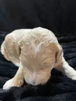 processed/9f6cf56a-97c3-4e23-bb08-36259d96f82b/listing/961ce029-fe33-4c7d-a7e5-4663b577d959/7274932f-e43c-44d2-9bd5-57c3b7b5ff80