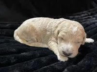 processed/9f6cf56a-97c3-4e23-bb08-36259d96f82b/listing/961ce029-fe33-4c7d-a7e5-4663b577d959/a43cfecb-ce01-491e-ae0a-5cfa3d201c0b