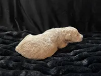 processed/9f6cf56a-97c3-4e23-bb08-36259d96f82b/listing/961ce029-fe33-4c7d-a7e5-4663b577d959/ef61082a-9859-499e-921f-762479a73f39