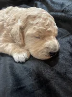 processed/9f6cf56a-97c3-4e23-bb08-36259d96f82b/listing/fb143776-c7e8-424d-a185-b48193efe023/a8990b14-d3d1-4bc4-86fa-91baeb6df8a9