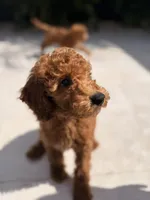 Mapple, a female Miniature Goldendoodle for sale in Miami, FL – 6 of 7