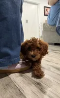 Honey 🍯 , a female Miniature Goldendoodle for sale in Miami, FL – 6 of 6