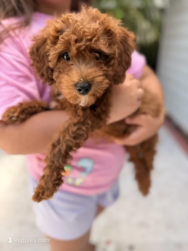 Honey 🍯  – Miniature Goldendoodle puppy for sale in Miami, FL