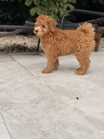 Star 🌟 , a female Miniature Goldendoodle for sale in Miami, FL – 6 of 6
