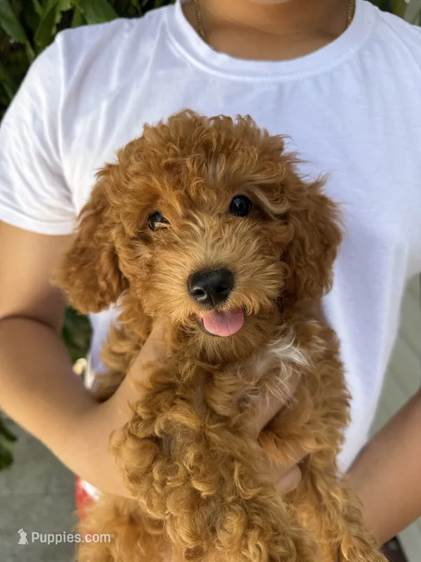 Mapple – Miniature Goldendoodle puppy for sale in Miami, FL