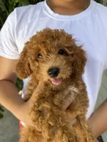 Mapple, a female Miniature Goldendoodle for sale in Miami, FL – 1 of 7