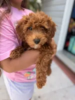Honey 🍯 , a female Miniature Goldendoodle for sale in Miami, FL – 3 of 6