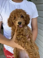 Mapple, a female Miniature Goldendoodle for sale in Miami, FL – 7 of 7