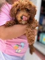 Honey 🍯 , a female Miniature Goldendoodle for sale in Miami, FL – 2 of 6