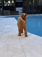 Mapple, a female Miniature Goldendoodle for sale in Miami, FL – 3 of 7