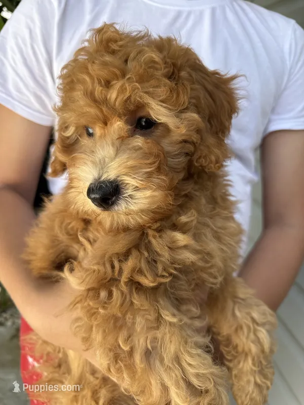 Star 🌟  – Miniature Goldendoodle puppy for sale in Miami, FL