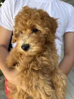 Star 🌟 , a female Miniature Goldendoodle for sale in Miami, FL – 1 of 6