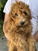 Star 🌟 , a female Miniature Goldendoodle for sale in Miami, FL – 2 of 6