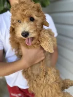 Star 🌟 , a female Miniature Goldendoodle for sale in Miami, FL – 3 of 6