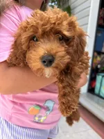 Honey 🍯 , a female Miniature Goldendoodle for sale in Miami, FL – 5 of 6