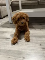 Mapple, a female Miniature Goldendoodle for sale in Miami, FL – 2 of 7