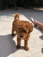 Mapple, a female Miniature Goldendoodle for sale in Miami, FL – 5 of 7