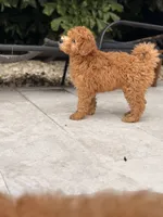 Star 🌟 , a female Miniature Goldendoodle for sale in Miami, FL – 4 of 6