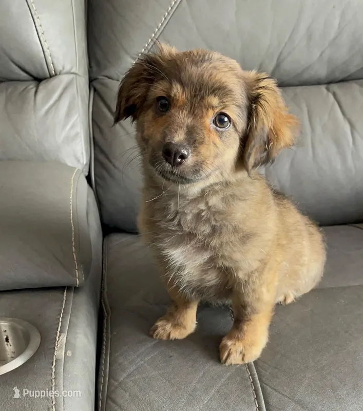 Zoie, a female Australian Shepherd and Dachshund for sale in Wesley Chapel, FL – Photo 1 of 1