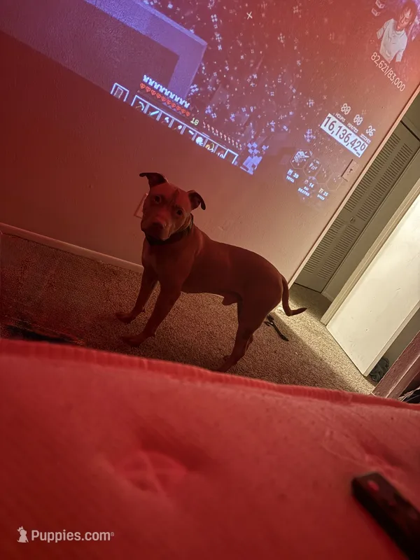 Simba  – American Pit Bull Terrier puppy for sale in Ypsilanti, MI