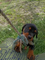 Looki, a male Rottweiler for sale in San Antonio, TX – Photo 5 of 5