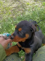 Looki, a male Rottweiler for sale in San Antonio, TX – Photo 4 of 5