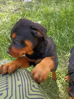 Luckyy, a male Rottweiler for sale in San Antonio, TX – Photo 2 of 5