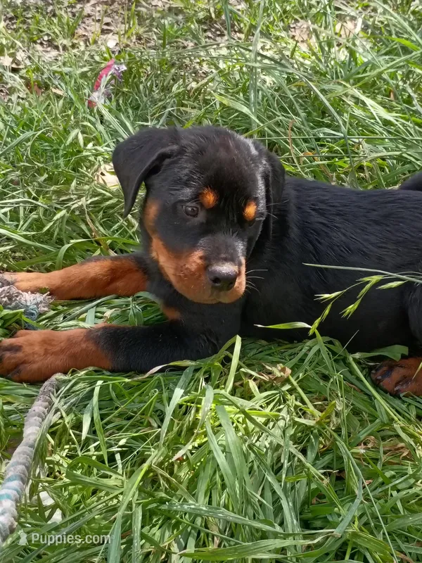 Luckyy – Rottweiler puppy for sale in San Antonio, TX