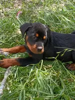 Luckyy, a male Rottweiler for sale in San Antonio, TX – Photo 1 of 5