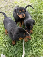 Luckyy, a male Rottweiler for sale in San Antonio, TX – Photo 3 of 5