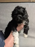 Max, a male Cavapoo for sale in St. Croix Falls, WI – Photo 6 of 9