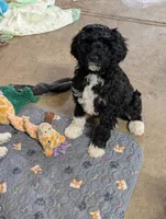 Max, a male Cavapoo for sale in St. Croix Falls, WI – Photo 4 of 9