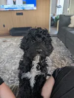 Max, a male Cavapoo for sale in St. Croix Falls, WI – Photo 9 of 9