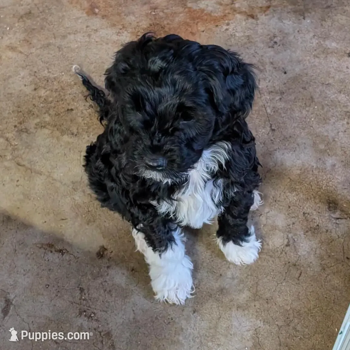 Max – Cavapoo puppy for sale in St. Croix Falls, WI