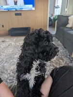 Max, a male Cavapoo for sale in St. Croix Falls, WI – Photo 8 of 9