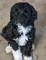 Max, a male Cavapoo for sale in St. Croix Falls, WI – Photo 5 of 9