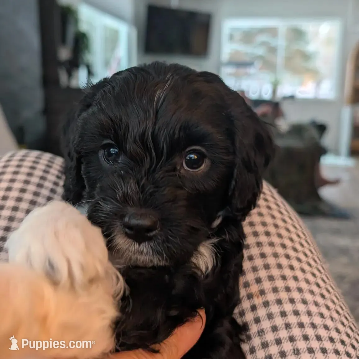 Max – Cavapoo puppy for sale in St. Croix Falls, WI