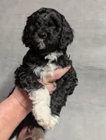 Max, a male Cavapoo for sale in St. Croix Falls, WI – Photo 2 of 9