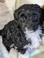 Max, a male Cavapoo for sale in St. Croix Falls, WI – Photo 3 of 9