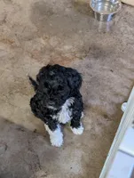 Max, a male Cavapoo for sale in St. Croix Falls, WI – Photo 7 of 9